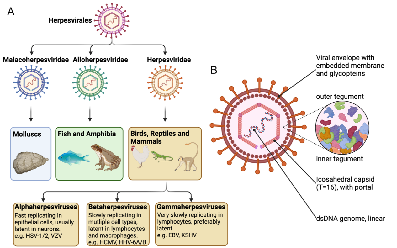 herpesviruses